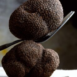 Burgundy Truffle (Tuber uncinatum)