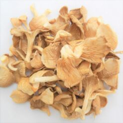 Oyster Mushrooms