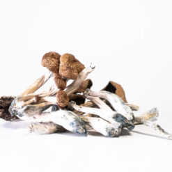 Malabar Cubensis