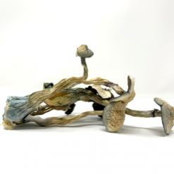 Buy Albino A+ Mushrooms in Colorado