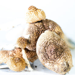 PES Amazonian Cubensis