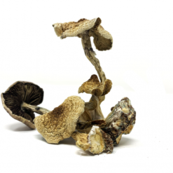 Burma Cubensis