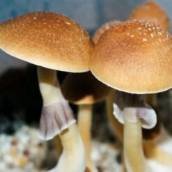 Fiji Cubensis