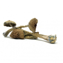 Transkei Cubensis